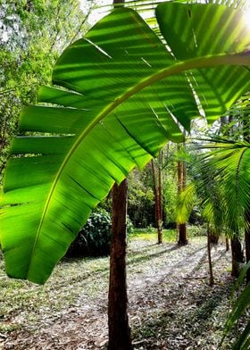 PALM LEAVES AND SUN