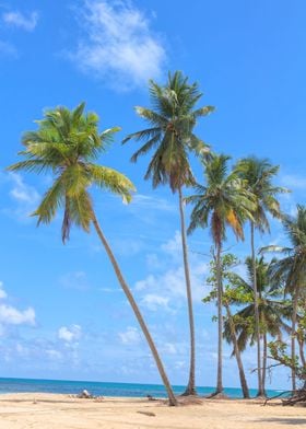 Caribbean Palm Grove