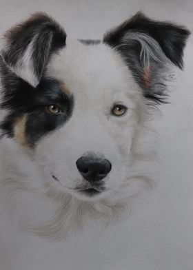 Border Collie