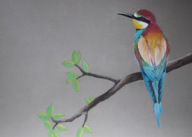 Bee eater