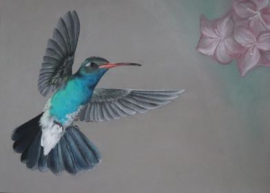 Hummingbird