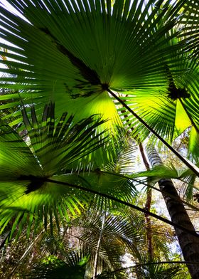 GREEN FAN TREES