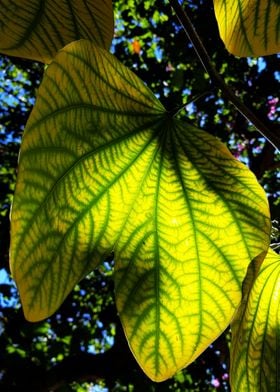 BAUHINIA LEAVES