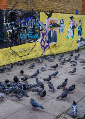 Camden Pigeons