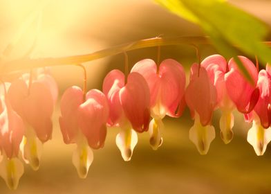 Bleeding Hearts