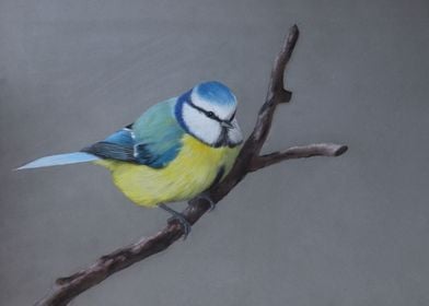 Bluetit