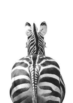Zebra tail black and white