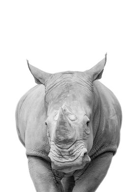 Rhinoceros black and white