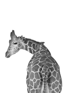 Giraffe tail black white
