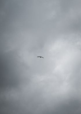 Stormy Seagull
