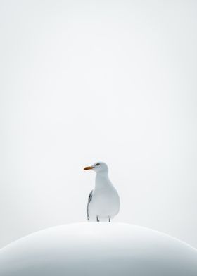 Sad Seagull