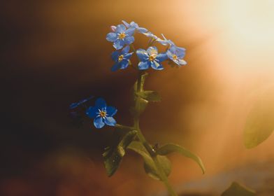 Woodland Forget Me Not