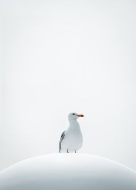 Silent Seagull