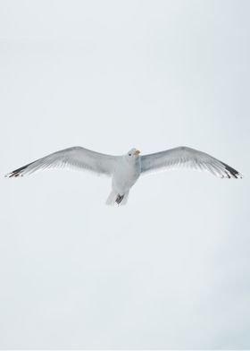 Spotting Seagull