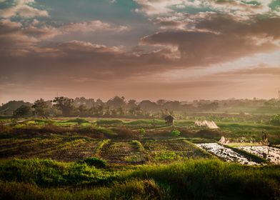 Rice fields 