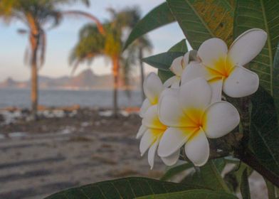 PLUMERIA FLOWERS