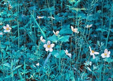 Anemone forest Flowers 