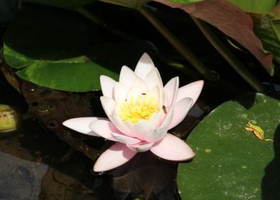 Full Water Lilly