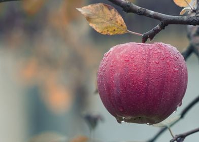 An apple in raining