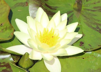 Water Lily