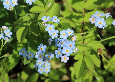 Wood Forget me not