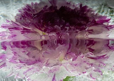 Dianthus in ice 1