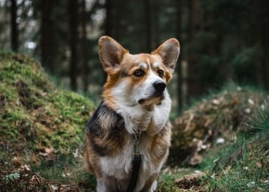 Corgi in the woods