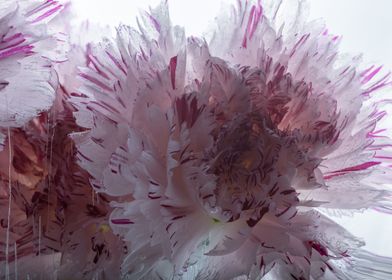 Dianthus in ice 3