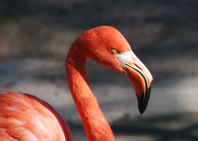 Beautiful Red Goose