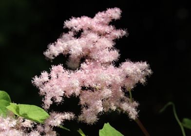 Pink Rodgersia