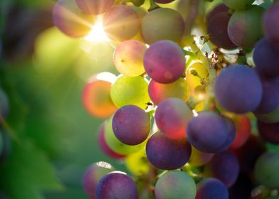 Grapes with sunlight