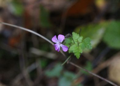 Small Purple Flower