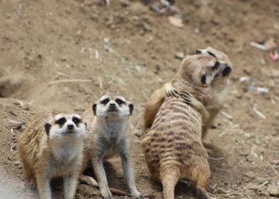 Meerkats on watch 