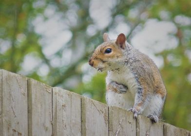 Squirrel on fence 