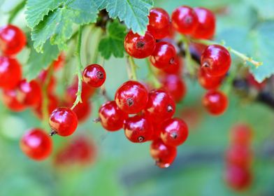 Currants