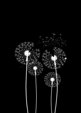 Four White Dandelions