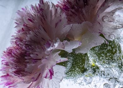 Dianthus in ice 2