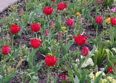 Red Tulip Flower Bed