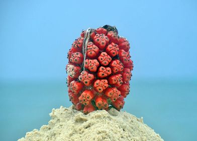 Sand Fruit