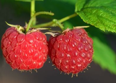 Raspberry