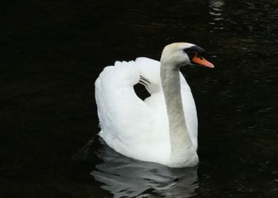 Pure White Swan