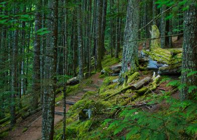 Path In the Woods