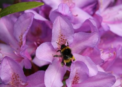 Bumblebee at work