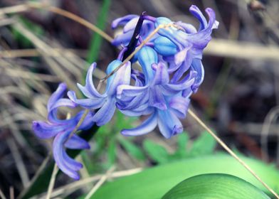 Garden Hyacinth