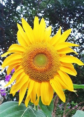 Flower of the Sun