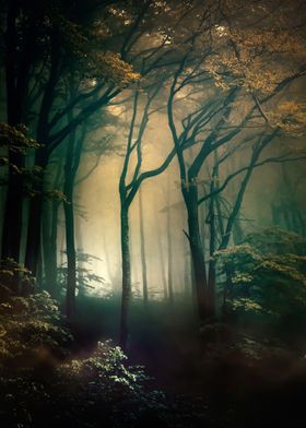 Mysterious Forest Metal Poster Print Jaroslaw Blaminsky Displate