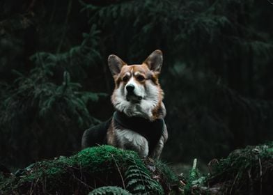 Corgi in the woods