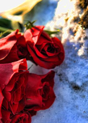 Red Roses In The Snow