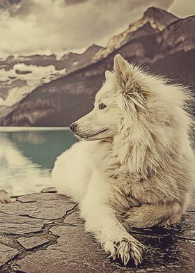 Husky with mountain