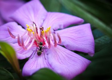 Ant on Purple Flower